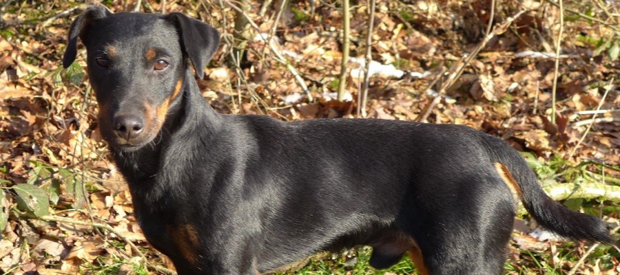 Unsere Jagdhunde (XXV): Der Deutsche Jagdterrier