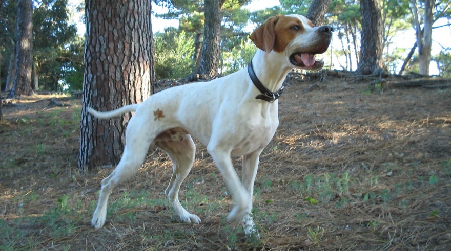 English Pointer