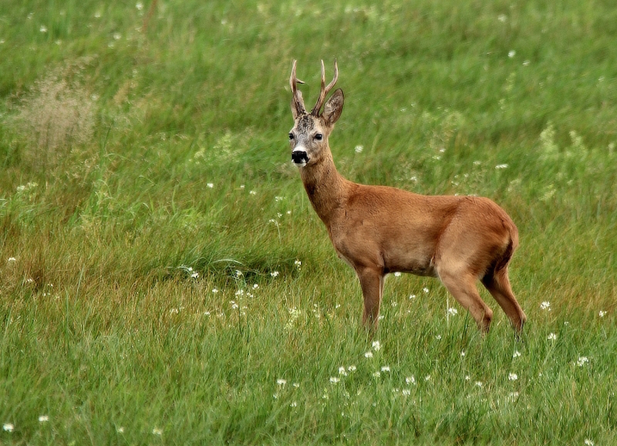 Kapitaler Bock auf Wiese