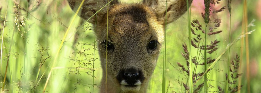 Wilderer muss Bambi-Film im Gefängnis schauen