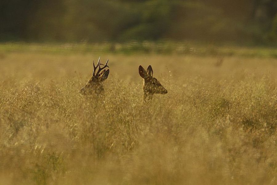 Die Brunft des Rehwilds beginnt