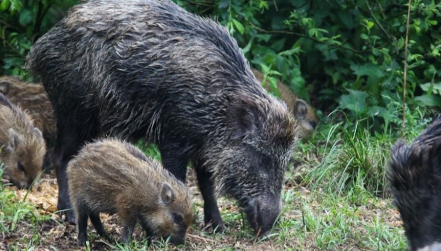 Wildschweine in der Rotte