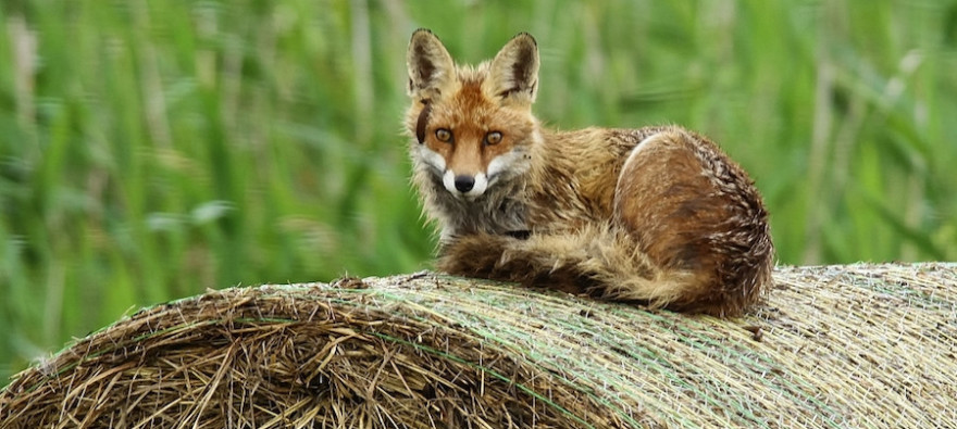 Ein Fuchs ruht auf einem Rundballen.