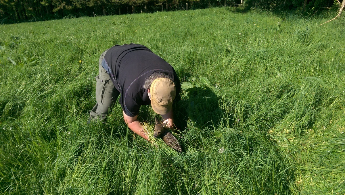 Ein Helfer hebt das Kitz vorsichtig aus der Wiese.