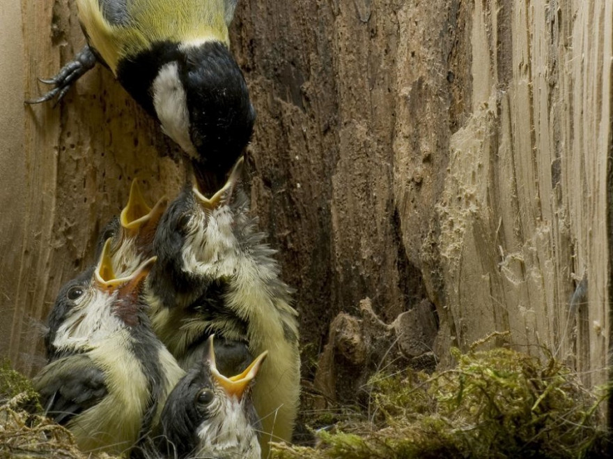 Kohlmeise_Futter_Niskasten_Junge_Tierfotoagentur_Harbig_Quelle_Pressemitteilung_DJV.jpg