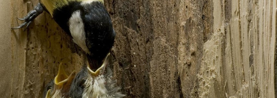Alle Vögel sind bald da