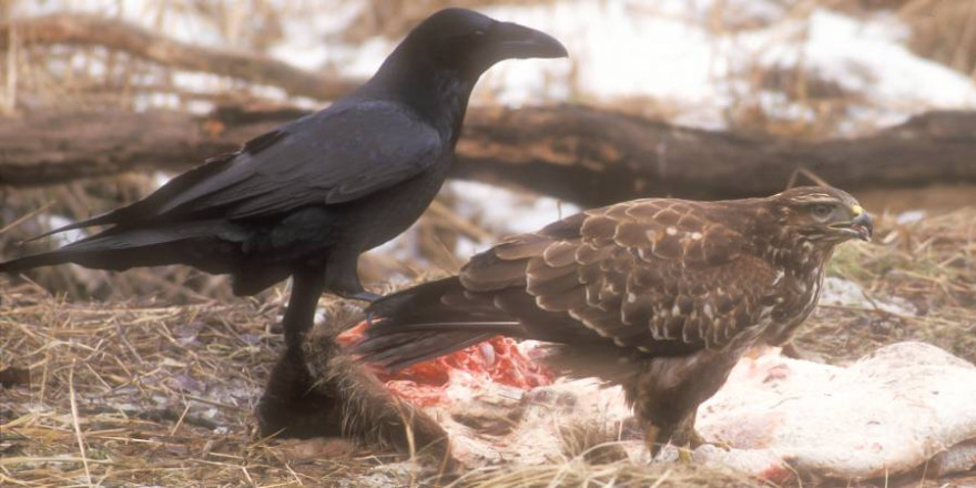 Kolkrabe und Mäusebussard an den Resten eines Wildschweins (Foto: Burkhard Stöcker)