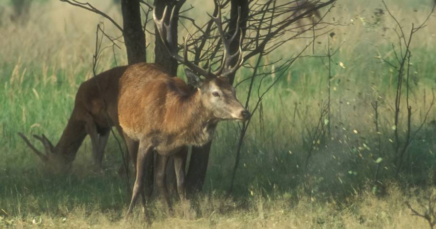 Kronenhirsch schleudert Kiefernhäksel (Foto: Burkhard Stöcker)