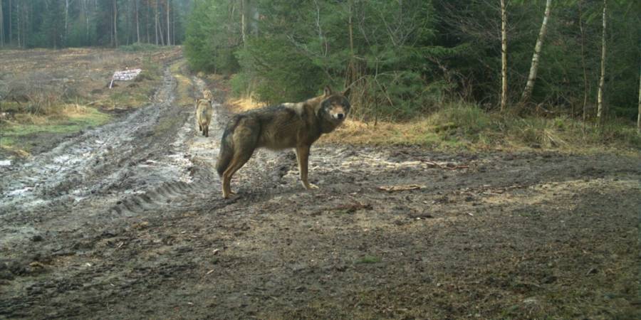 Aufnahme Wildkamera: Wolfsrüde, Wolfsfähe und Wolfswelpe aus dem Rudel Königshainer Berge (© LUPUS Institut)