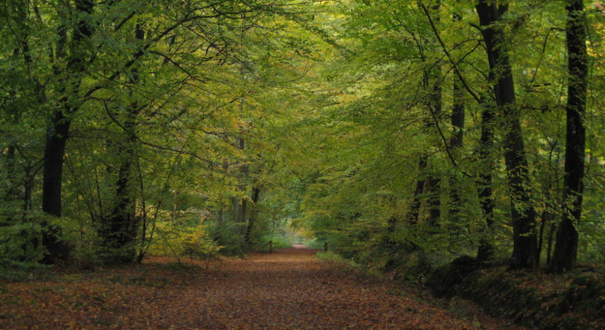 Auf einem Waldweg im Frühjahr.