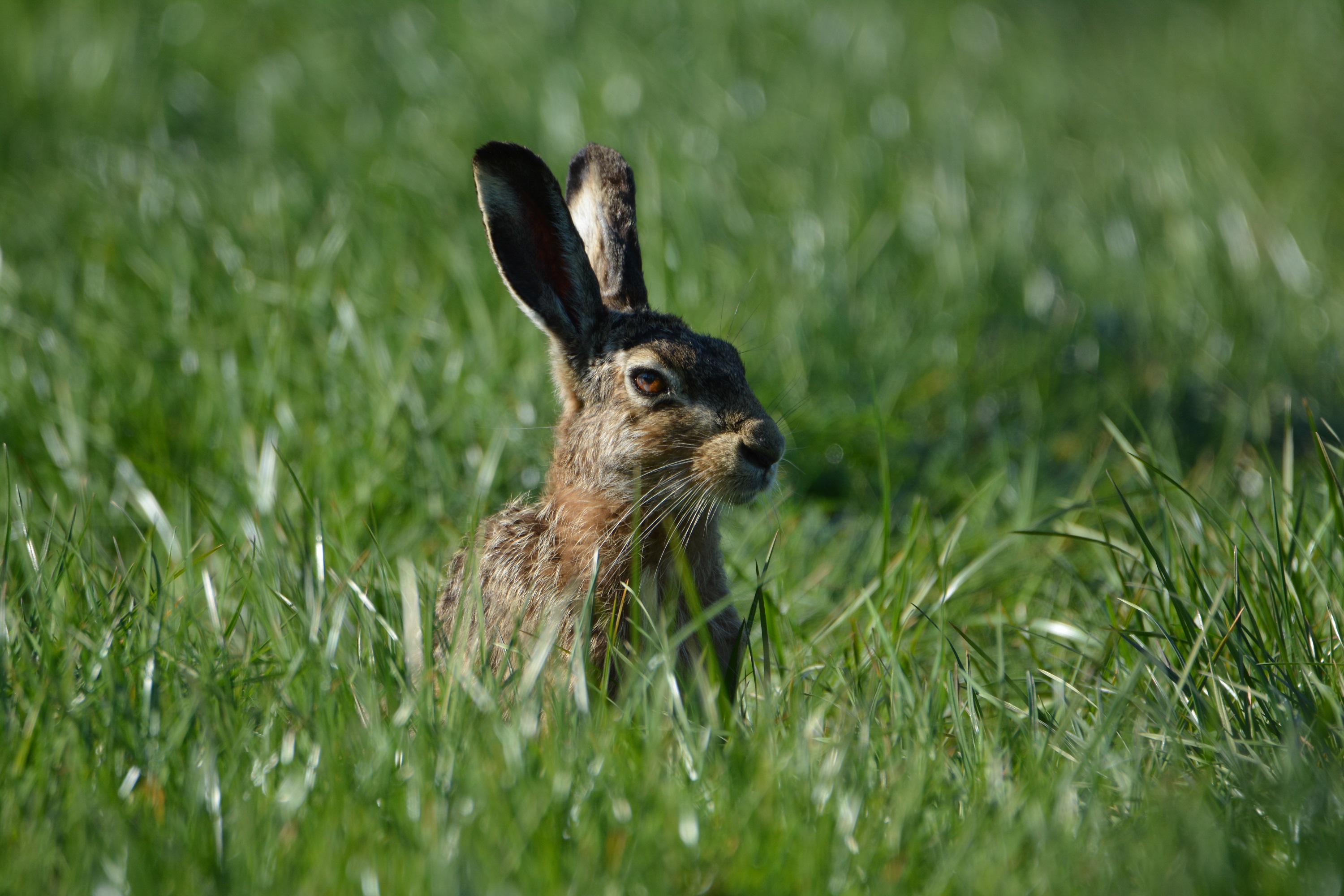 Hase im Feld