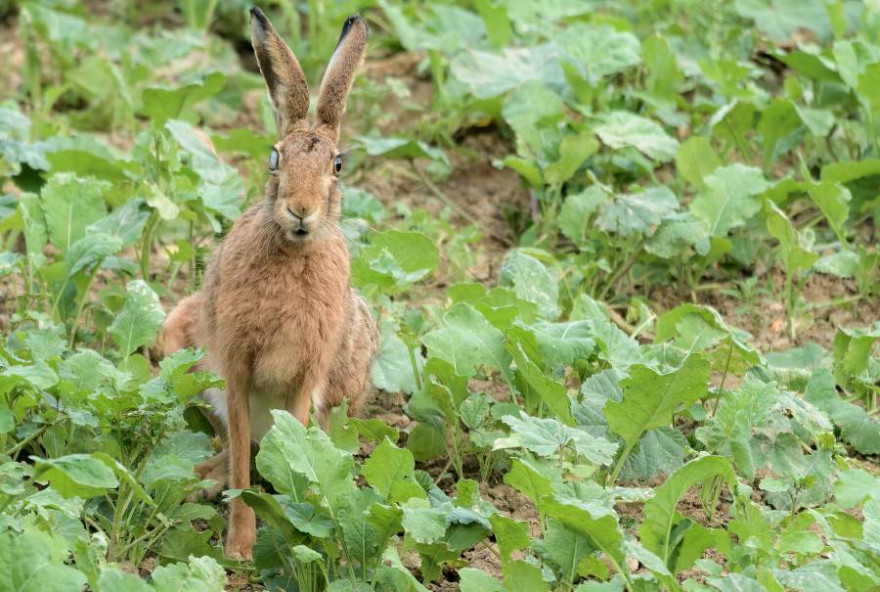 Felder, auf denen direkt nach der Ernte schnell wachsende Zwischenfrüchte angebaut werden, bieten Wildtieren Nahrung und Deckung (Foto: BJV/ M. Ritter)