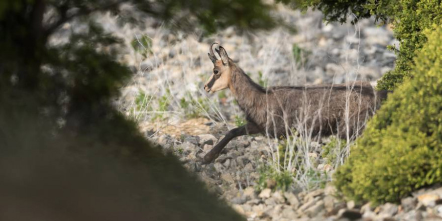 Gams (Foto: BJV/ M. Ritter)