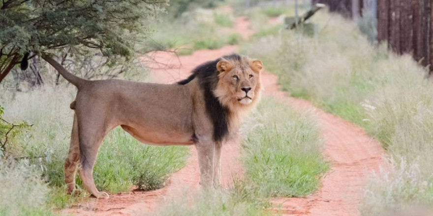 Der Abschuss von in Gefangenschaft aufgewachsenen Löwen in Afrika sollen nach der Meinung von elf Verbänden der Vergangenheit angehören. (Foto: BJV/Marco Ritter)