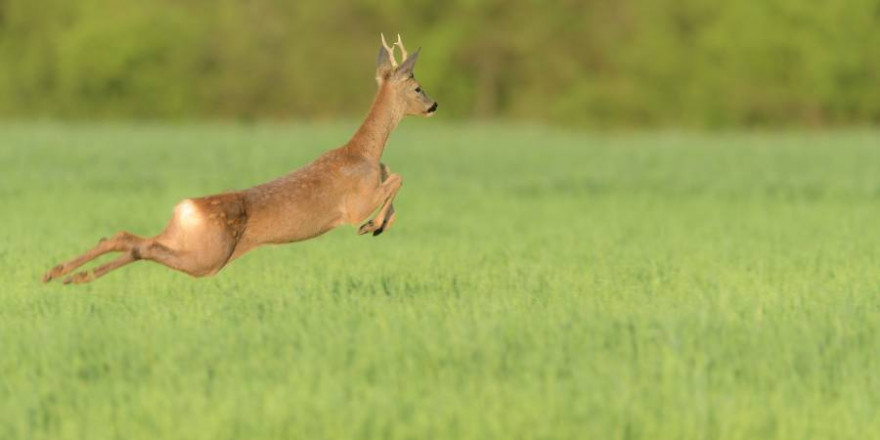 Momentan sind vielfach „Flugrehe“ unterwegs – es ist Rehbrunft! Achtung: das Wildunfallrisiko steigt! (Foto: BJV/ Marco Ritter)