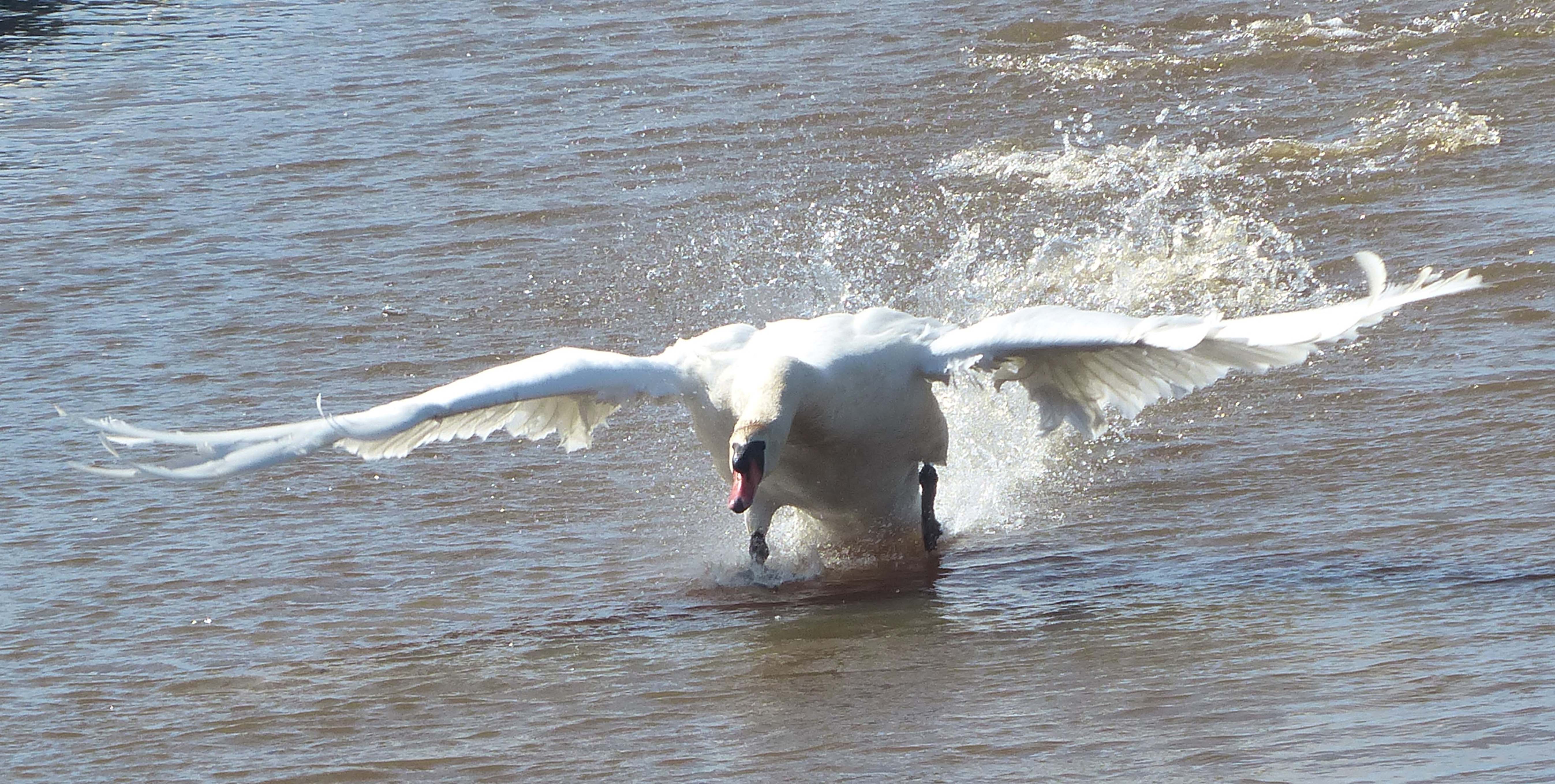 Schwan im Anflug