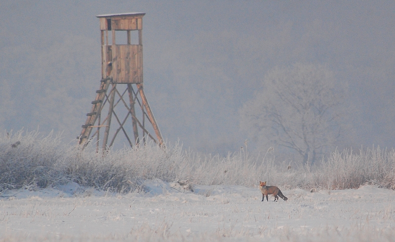 Hochsitz in Winterlandschaft