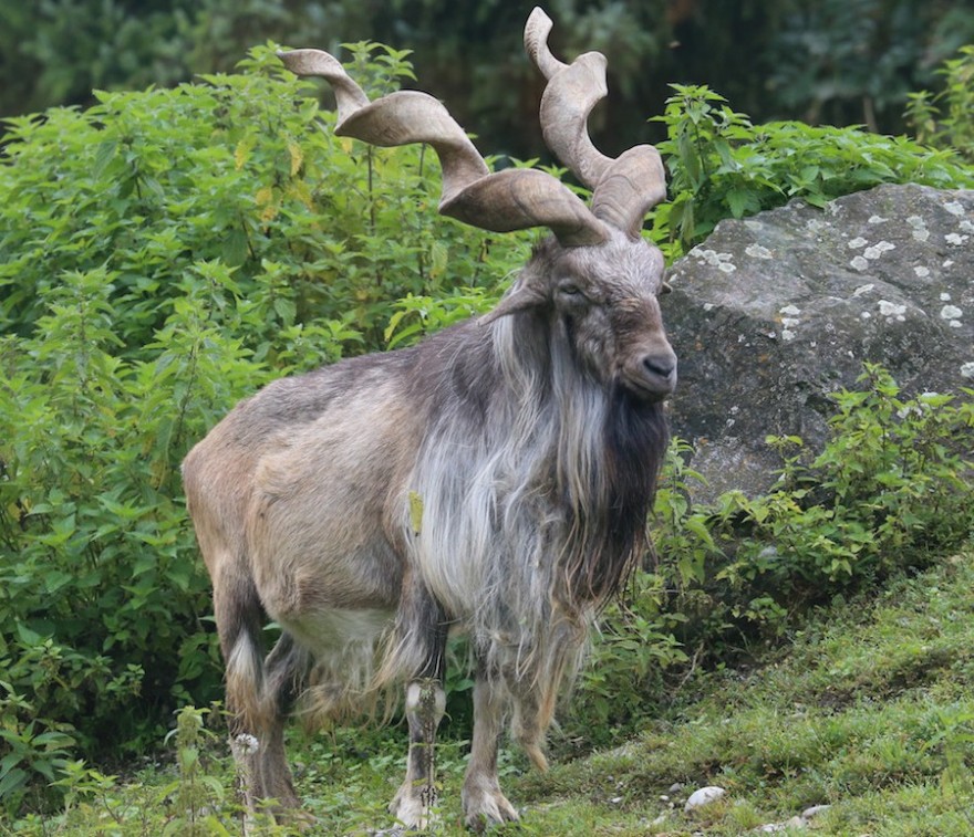 Markhor-Schraubenziege