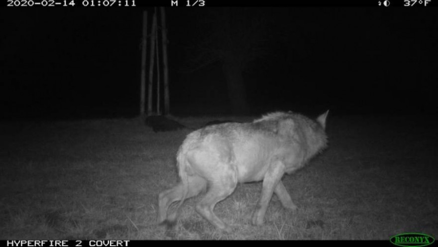 Der Wolf im Grenzgebiet der Kantone Thurgau und St. Gallen war offensichtlich krank, wie die fehlenden Haare am Schwanz und Körper beweisen (Copyright: Amt für Natur, Jagd und Fischerei des Kantons St. Gallen).