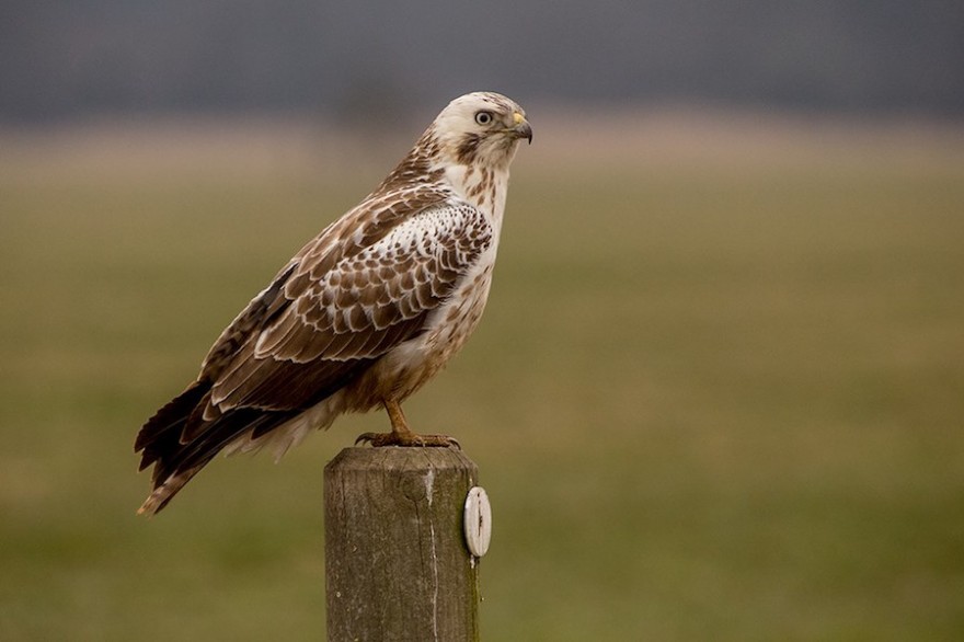 Bussard auf Ansitz.