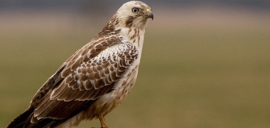 Vergiftete Greifvögel: Jäger erhält Geldstrafe