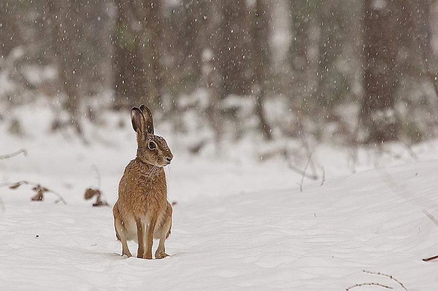 Wildtier im weihnachtlichen Wald