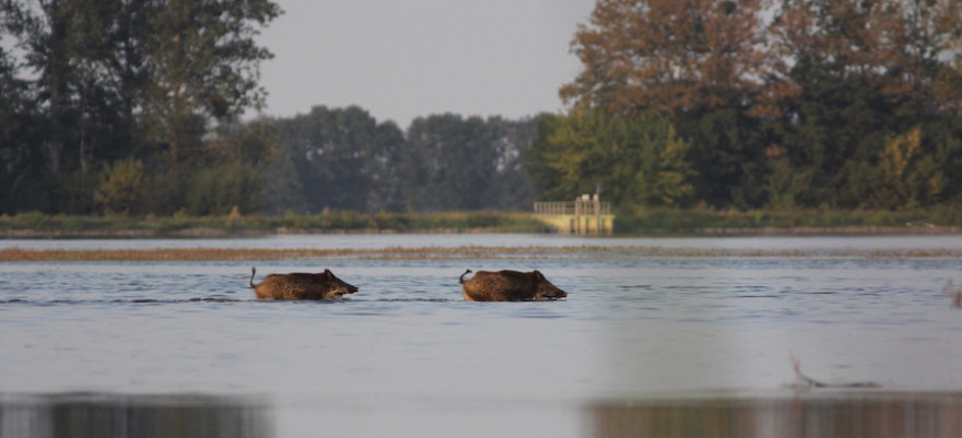 Wildschweine sind sehr gute Schwimmer und scheuen sich nicht davor, ins Wasser zu gehen.