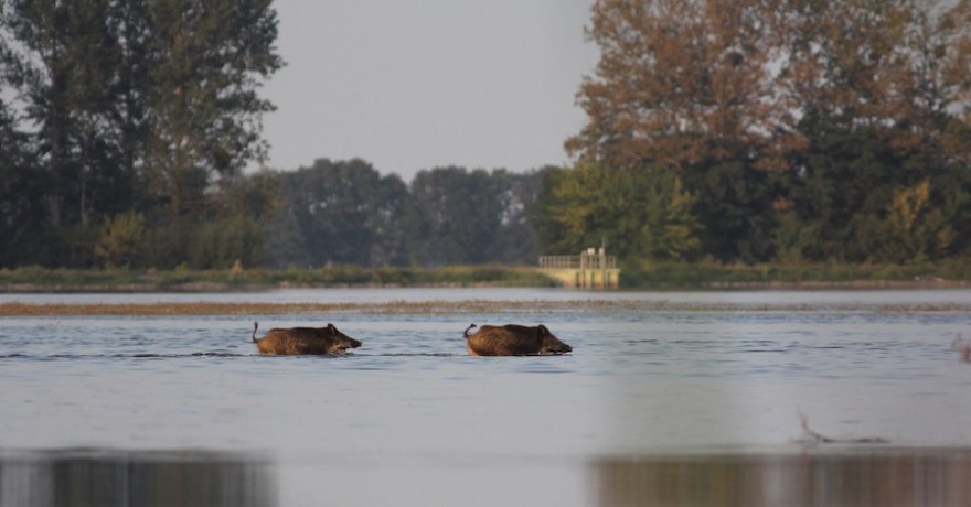 Schwimmendes Schwarzwild