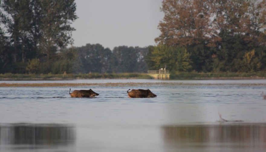 Wildschweine im Fluss