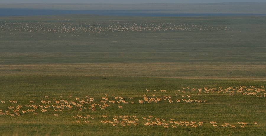 Herden mongolischer Gazellen durchziehen die Graslandschaft. (Copyright: Thomas Müller)