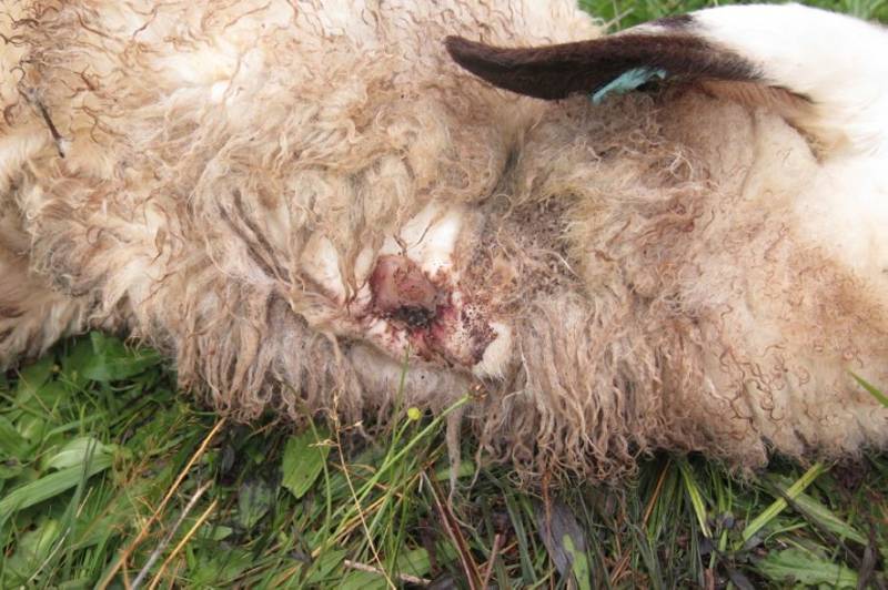 Nahaufnahme des Kehlbisses beim jungen Schafbock (Foto: Polizei)