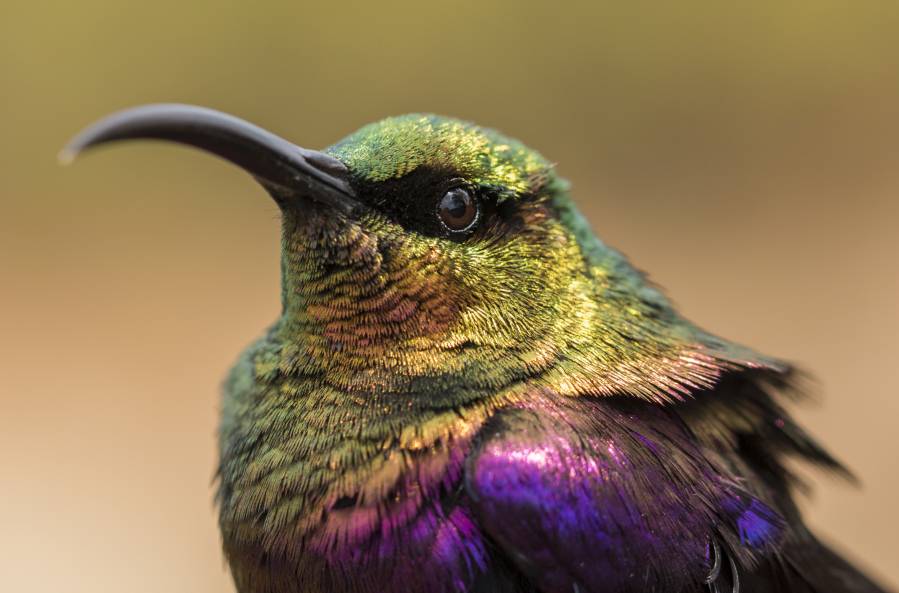 Nektarvögel haben eine wichtige Funktion im Ökosystem, indem sie Pflanzen bestäuben. (Foto: Maximilian Vollstädt)