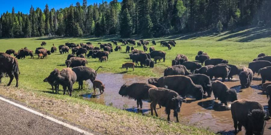 Bisonherde am Nordrand des Grand Canyon National Park (Foto: © Grand Canyon National Park Service)