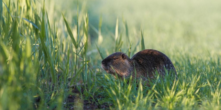 Im vergangenen Jagdjahr 2018/19 haben Jäger in Deutschland 61.953 Nutria erlegt. (Quelle: Kauer/DJV)