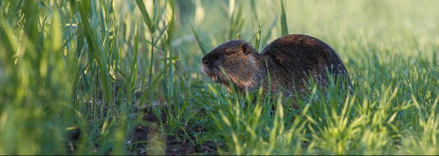 So viele Nutria erlegt wie nie zuvor