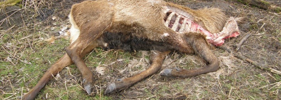 Das Horror-Reservat im IJsselmeer