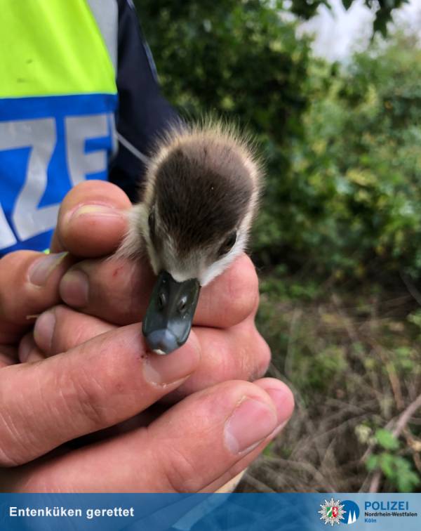 Eingefangenes Küken in der Hand eines Polizisten (Foto: Polizei Köln)