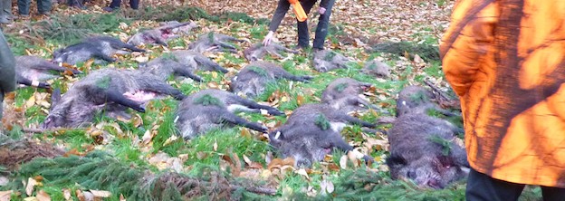 Wildbret darf nicht in der Tonne landen!