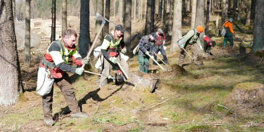 Forstwirte bei der Pflanzung von Mischbaumarten unter abgestorbener Fichte im Harz (Foto: NLF)