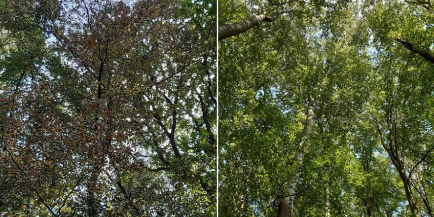 Ein ungleiches Paar: Benachbarte Buchen im hessischen Kelkheim-Eppenhain. Während einer der Bäume gesund ist (rechts), hat der andere starke Dürreschäden davongetragen (links). (Foto: Markus Pfenninger)