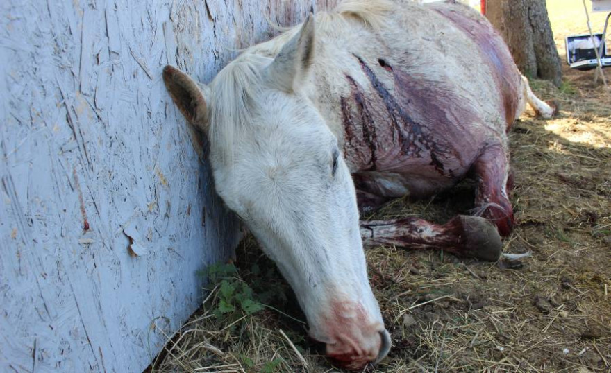 Das getötete Pferd mit deutlich sichtbaren Stichverletzungen im Halsbereich (Foto: © Landespolizeiinspektion Jena)