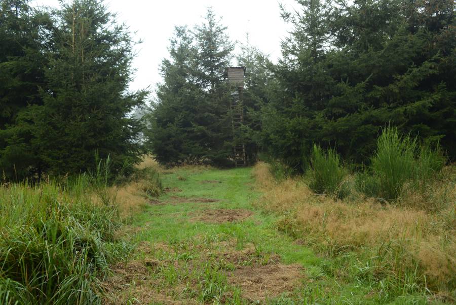 Verdient der „Pirschweg“ eher den Namen „Pirschstraße“, so ist dieser eine „Einladung“ für alle Waldwanderer (Foto: Burkhard Stöcker)