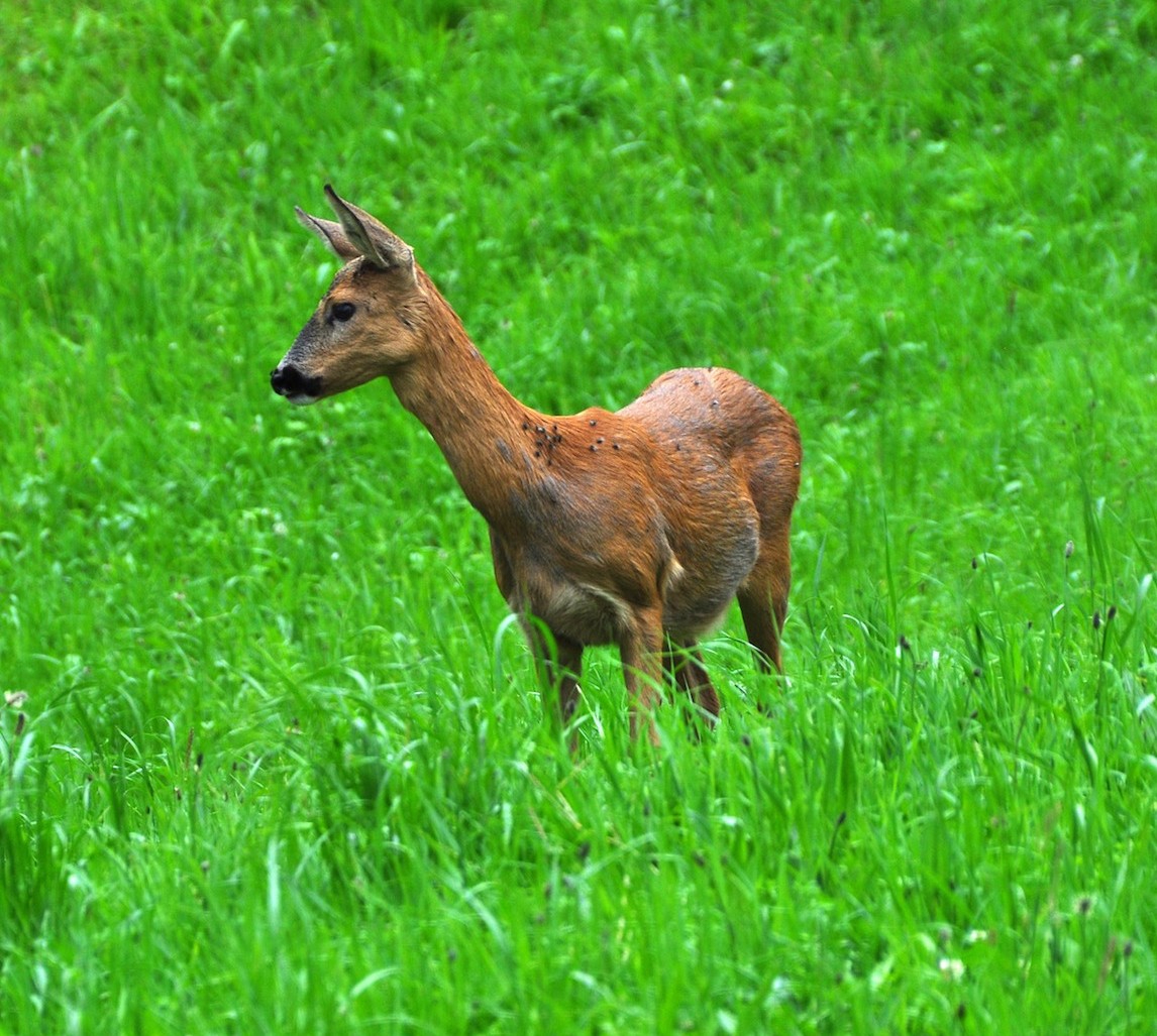 Ricke oder Schmalreh? Der Jäger muss sehr genau hinsehen, bevor er einen Schuss absetzt!