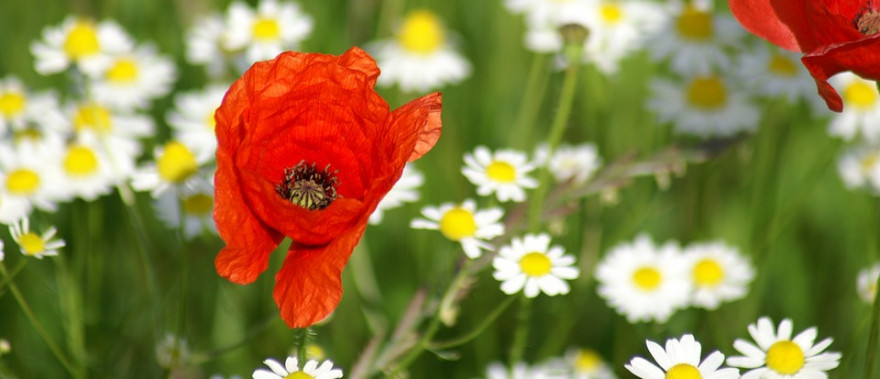 Eine blühende Wiese mit Klatschmohn