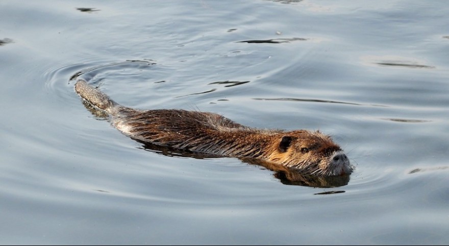 Schwimmende Nutria