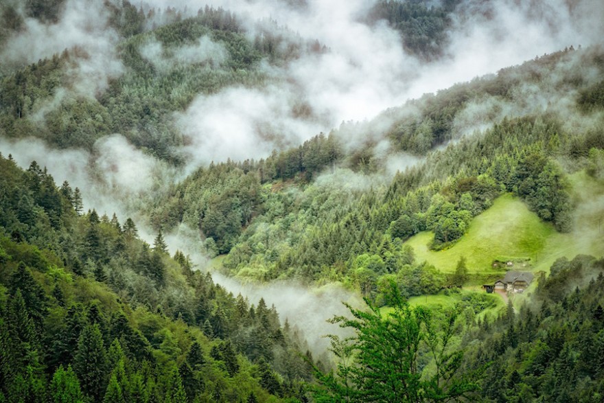 Der nebelverhangene Schwarzwald