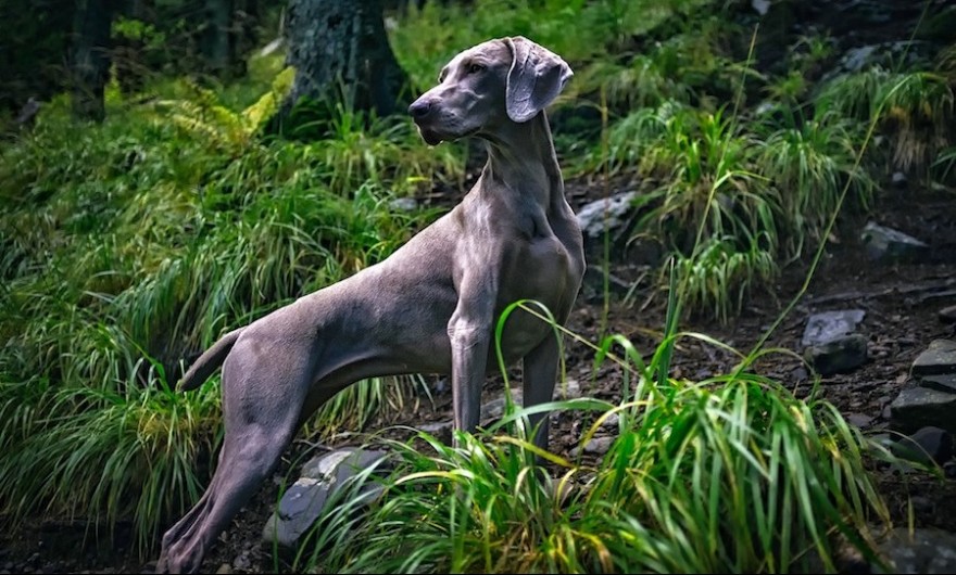 Weimaraner