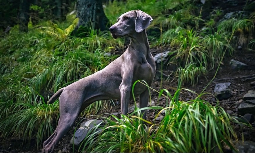 Weimaraner