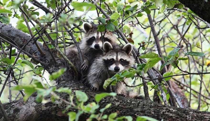 Waschbär im Baum