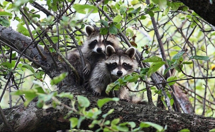 Waschbären im Baum